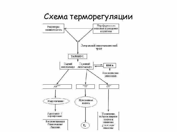 Структуры человека участвующие в терморегуляции. Механизм терморегуляции схема. терморегуляция организма схема. регуляция изотермии схема. функциональная схема терморегуляции физиология.