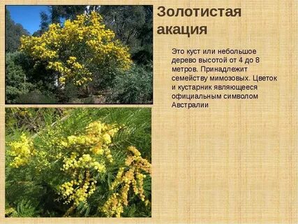 Акация описание дерева