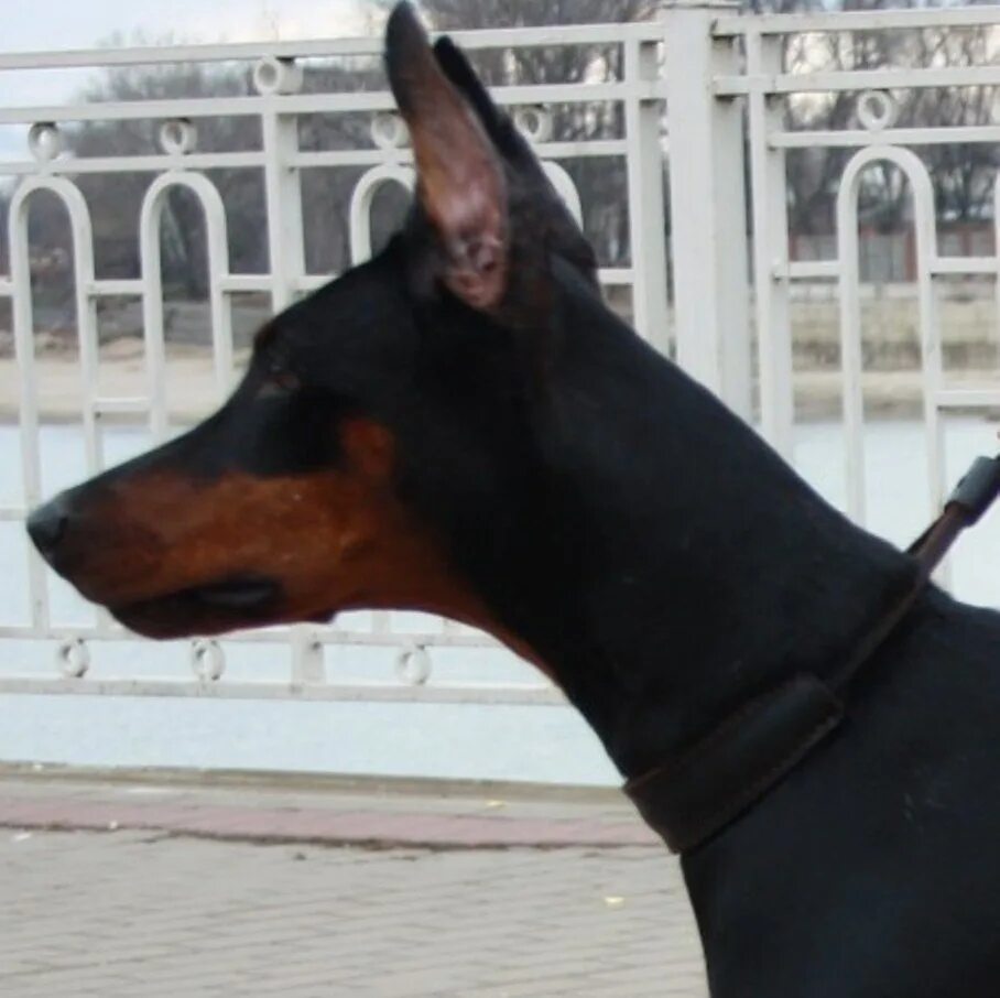 Доберман спб. Доберман питер. Доберман окд. Маленький доберман. Doberman puppies from europe.