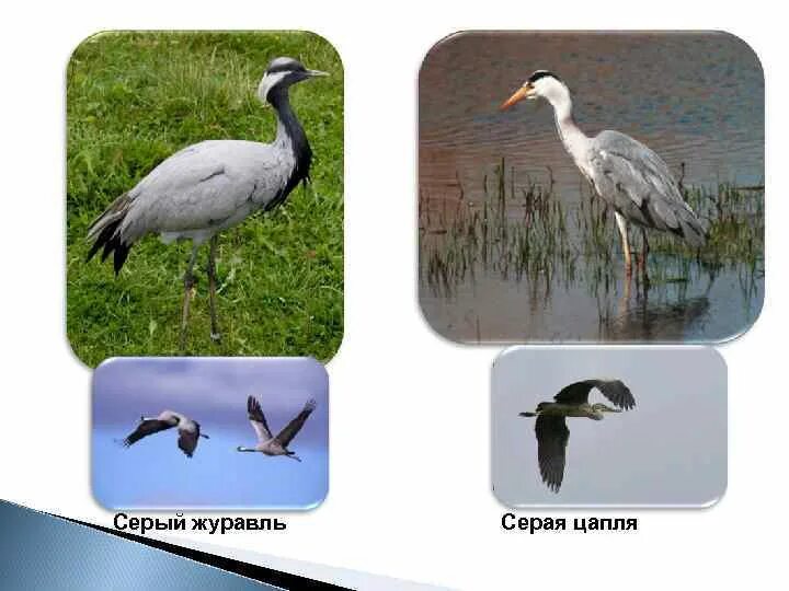 Чем отличается аист от цапли. Журавль серый и цапля. цапля аист журавль. цапля и журавль отличия. журавль аист цапля различия.