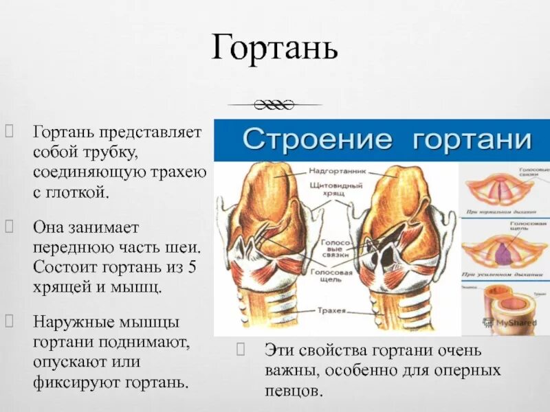Какую функцию выполняют хрящевые полукольца трахеи. Строение гортани и трахеи. трахея и гортань анатомия. гортань состоит из.