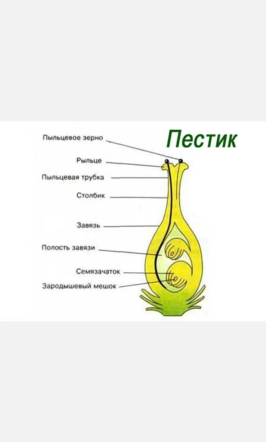 Какое строение пестик. Завязь пестика схема. строение строение пестика. строение пестика схема. строение пестика 6 класс.