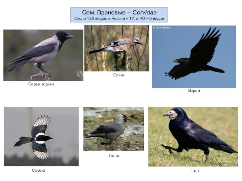 Галки семейство врановых. Семейство врановые - Corvidae. Сойка врановые. Ворона ворон сорока Галка и Грач. Грач ворона сорока