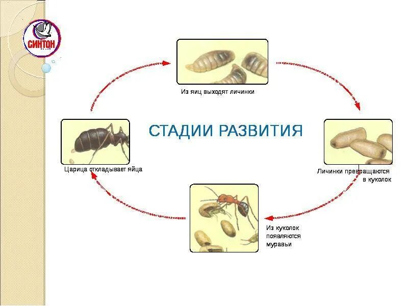 Стадия развития муравья яйцо личинка. Этапы развития муравья. Цикл развития муравьёв. Жизненный цикл муравья.