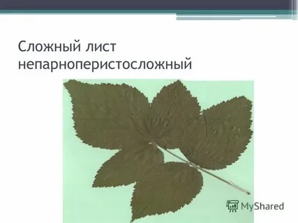 Проект про листья