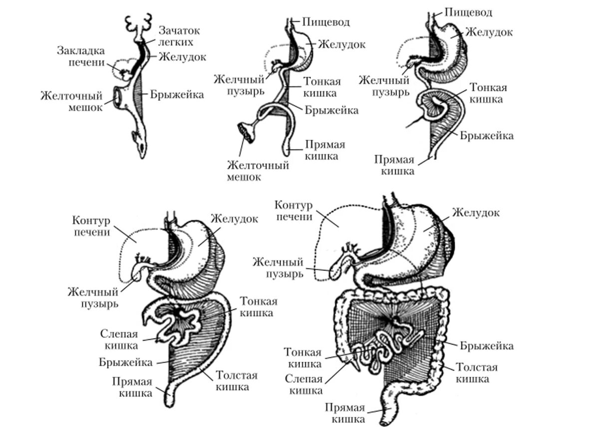 Пищевод желудок желчный пузырь. Развитие пищеварительной системы эмбриогенез. Схема строения различных отделов пищеварительного тракта. Эмбриональное развитие органов пищеварительной системы. Развитие пищеварительной системы кишечная трубка.