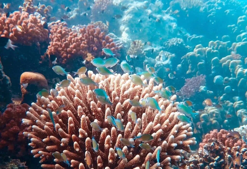 Coral life. Кораллы. Коралловые полипы. Коралловый риф. Карибское море животный мир.
