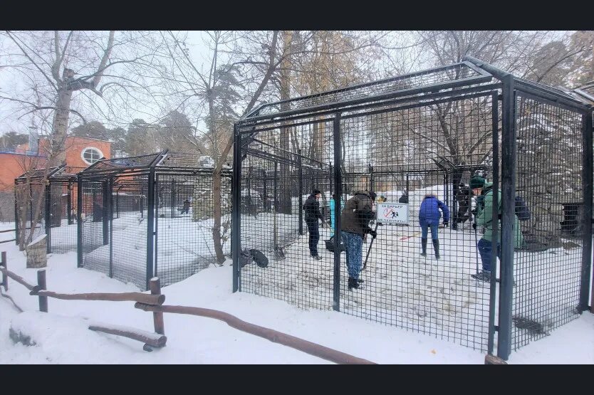 Новосибирский зоопарк вольеры. Зоопарк новосибирск вольер. новосибирский зоопарк новосибирск вольеры. снег в вольере. вольеры с приходом зоопарк новосибирск.