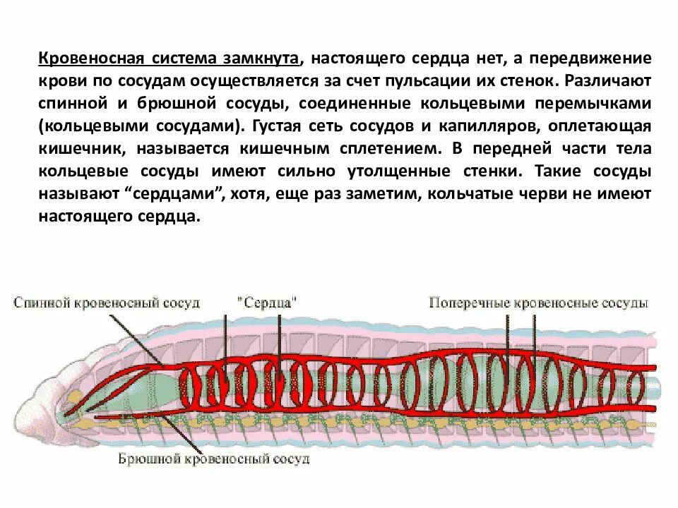 Параподии замкнутую кровеносную систему
