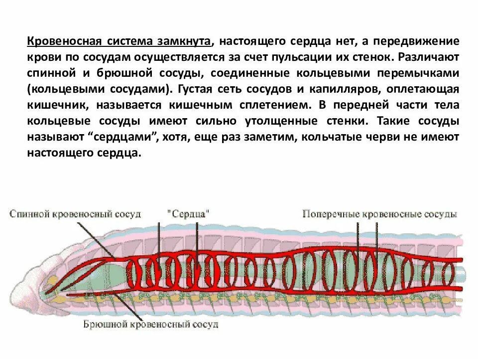 Усложнение организации кольчатых червей. Кровеносная система система кольчатых червей. Кровяная система кольчатых червей. Органы кровеносной системы у кольчатых червей 7 класс таблица. Строение кровеносной системы дождевого червя.