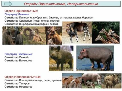 Парнокопытные и непарнокопытные