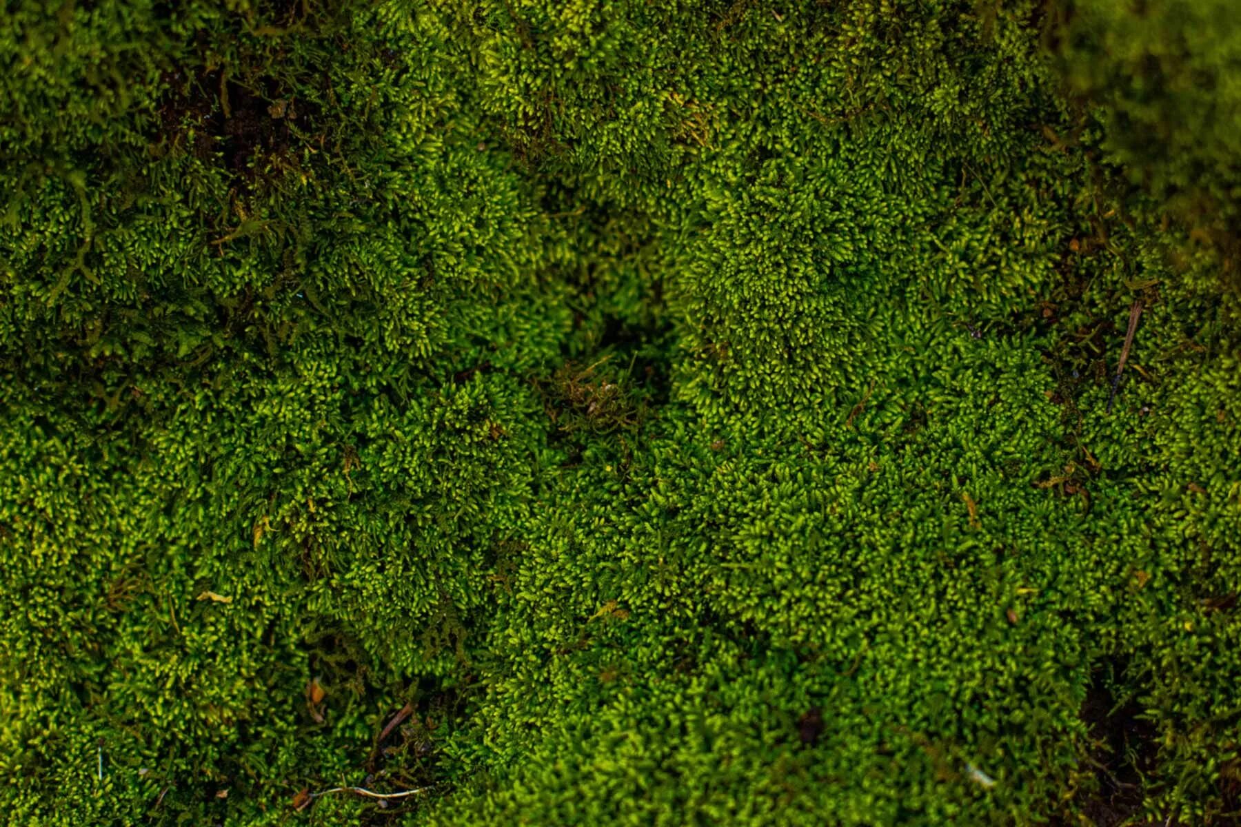 Мох текстура. Мох фактура. Сублимированный мох. Текстура мха. Moss green / мох стабилизированный.