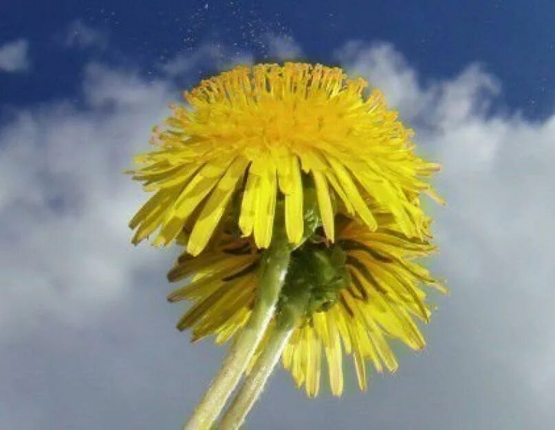 Пыльца опыление. Цветы с пыльцой названия. Цветок на котором много пыльцы. Нектар пыльца в цветке. Растения с пыльцой названия.