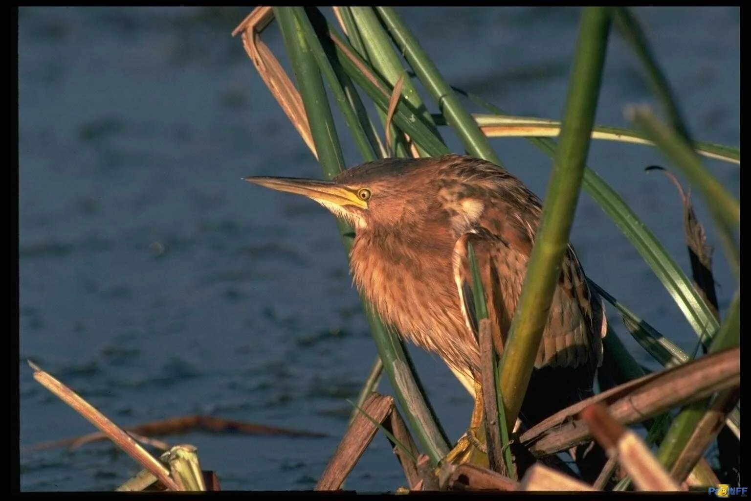 Болотная птица выпь. Большая выпь (botaurus stellaris (l. Что значит выпь. Выпь болотная птенец. Выпь болотная болотная.