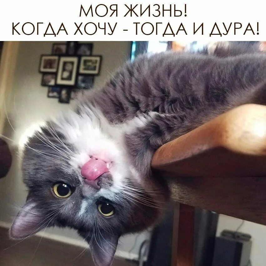 Картинки моя жизнь когда хочу. Моя жизнь когда хочу тогда и дурак. Когда хочу тогда. Моя жизнь когда хочу тогда и дурак. Моя жизнь когда хочу тогда и дурак.