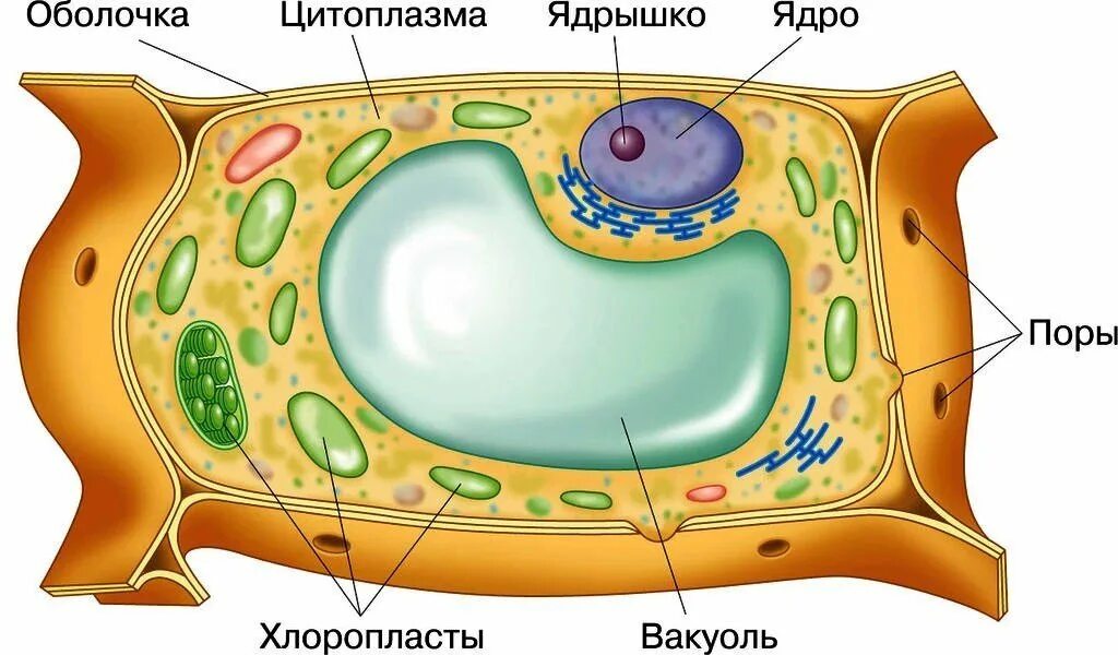 Цитоплазма отсутствует