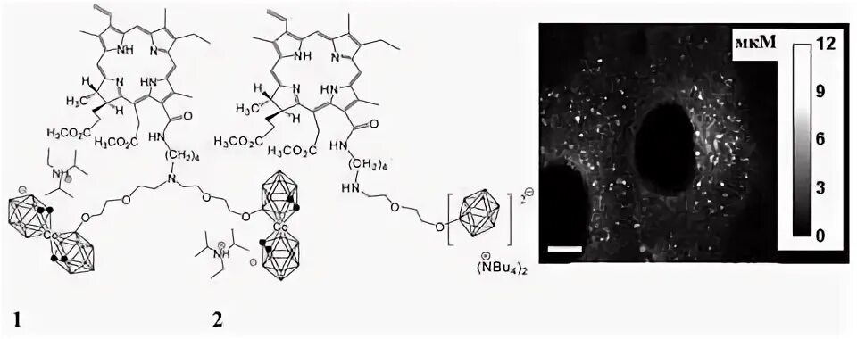Бор-нейтронозахватной терапии (бнзт). Хлорин е6 формула. Фотосенсибилизатор хлорин е6. Хлорин-е6 спектр. Хлорин е6 молекула.