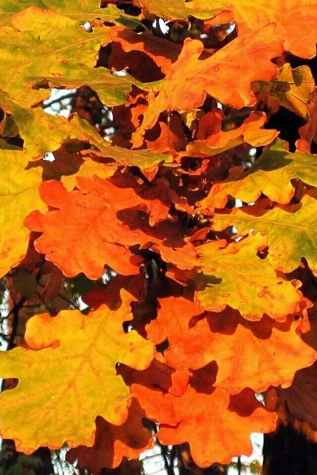 Осенний дуб. Осенние листья. Листья осенью. Листья дуба осенью.