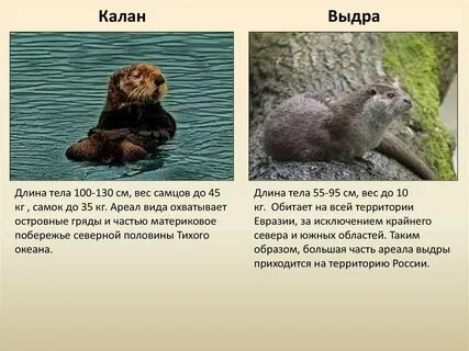 Бобры впадают в спячку