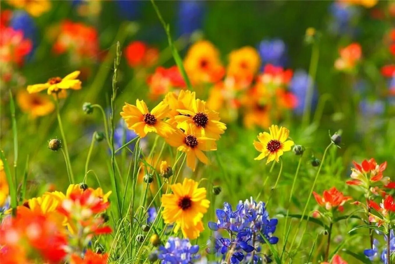 Яркие цветы. Лето. Яркие полевые цветы. Летние цветы. Солнечный день был ярок и красочный