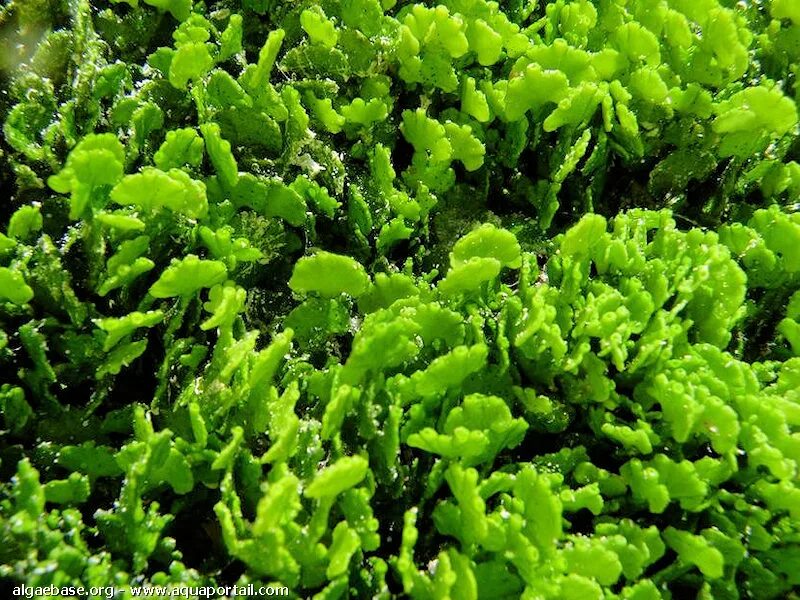 Каких цветов бывают водоросли. Халимеда водоросль. halimeda opuntia. известковые зелёные водоросли. halimeda fragilis.