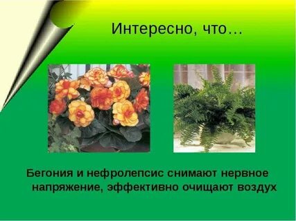 Бегония рассказ