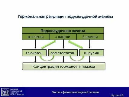 Эндокринная регуляция поджелудочной железы