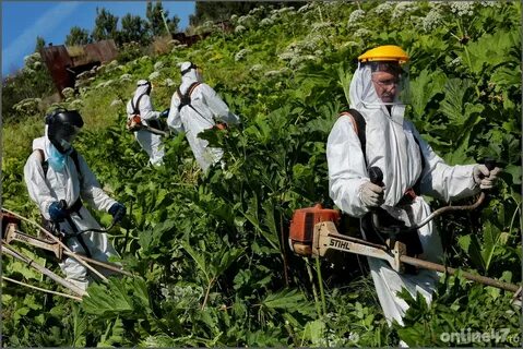 Борщевик на участке способы борьбы