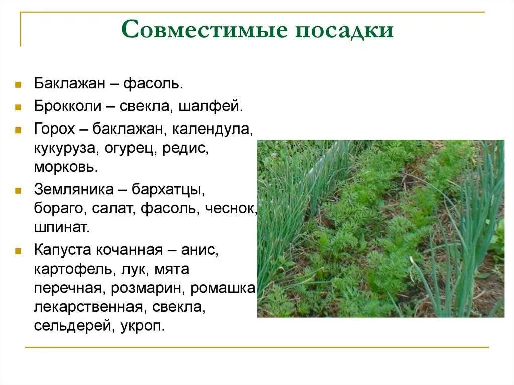 После укропа можно. Севооборот на огороде. Порядок посадки культур на огороде. Чередование культур в севообороте. Схема посадки севооборот.