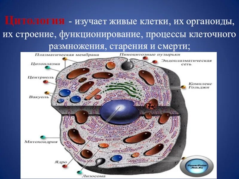 В живой клетке живут. Органоиды живой клетки клетки. Цитология органоиды клетки. Цитология строение клетки. Эукариотическая клетка строение.