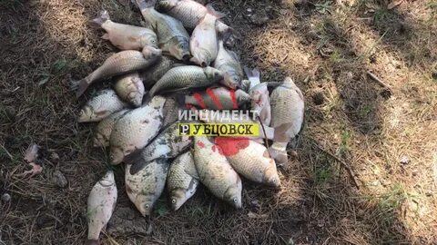 Погода в перешеечном егорьевского р на
