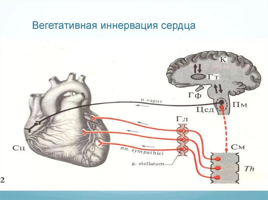 Парасимпатическая иннервация сердца. Схема парасимпатической иннервации сердца. Схема эфферентной иннервации сердца. Симпатическая иннервация сердца схема. Вегетативная иннервация сердца схема.