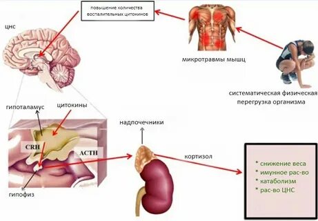 Физические процессы в организме