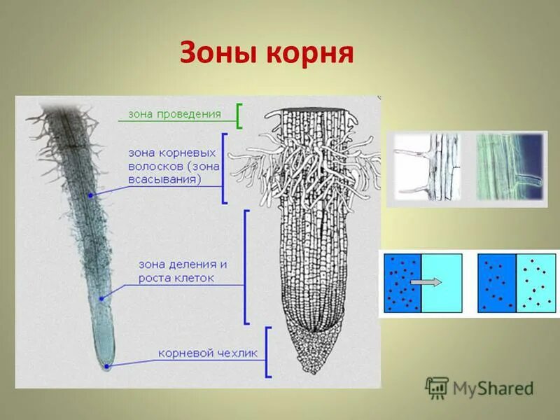 корневой чехлик микроскоп. строение корня под микроскопом 6. корневой чехлик зона деления. меристема микрофотография. поперечный срез корневого чехлика.