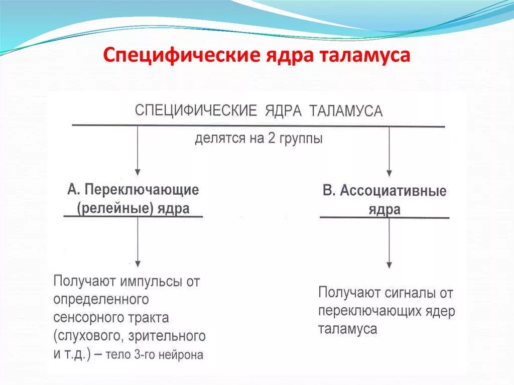 Ядра таламуса и их функции специфические и неспецифические. Ядра таламуса физиология. Неспецифический таламус. Функции ядер таламуса. Функциональная классификация таламуса.