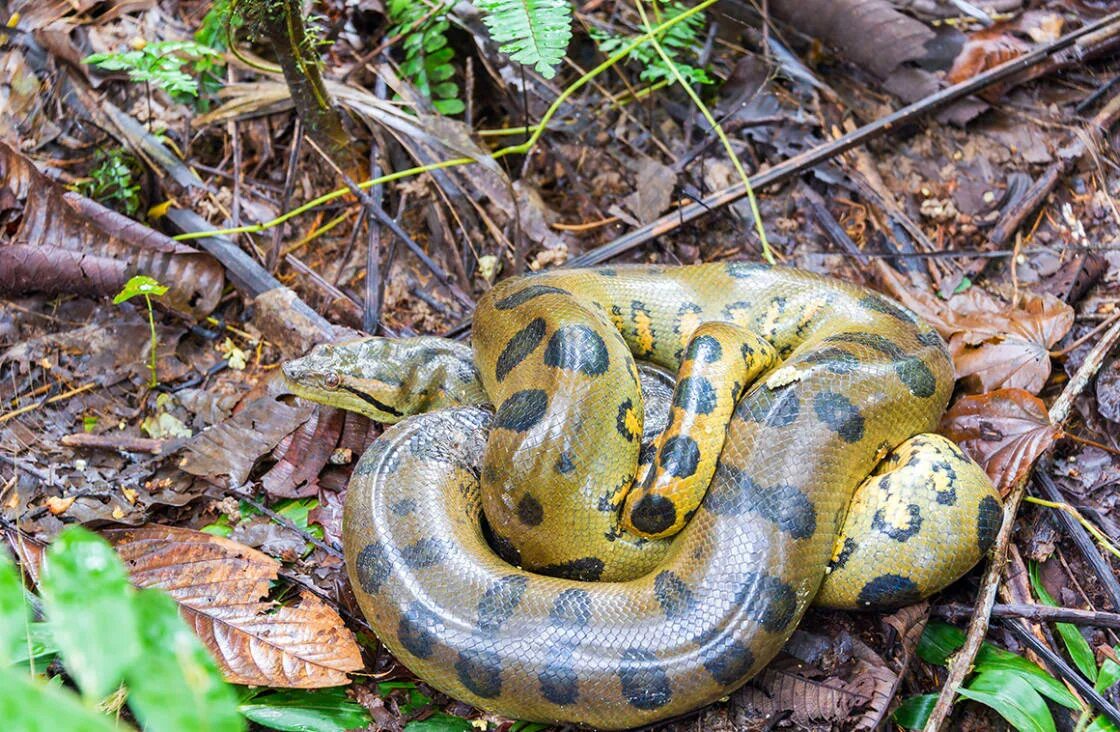 Огурец анаконда. Река Амазонка змея Анаконда. Желтая Анаконда. Eunectes murinus murinus.