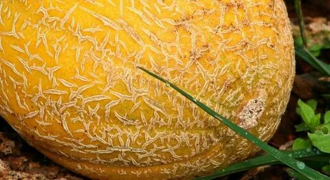 Сорта дыни для урала