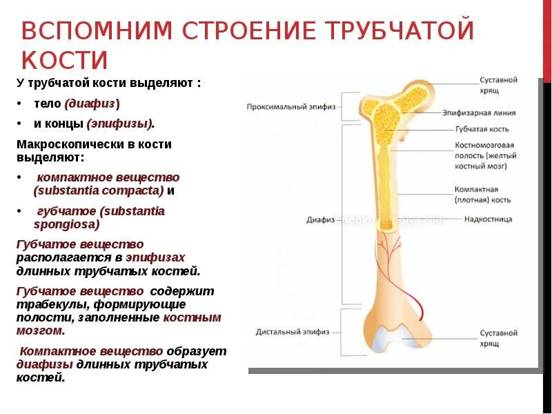 Укорочение трубчатых. Схема длинной трубчатой кости ребенка. Повреждения диафизов длинных трубчатых костей конечностей. Строение трубчатой кости метафиз. Перелом трубчатых костей симптомы.