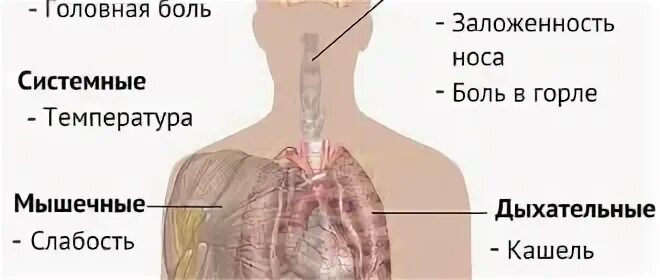 Ломит тело болит голова и горло температуры нет слабость. Кости ломит а температуры нет. Болит горло ломит кости без температуры. Болит горло ломота в теле температуры нет. У ребенка болит голова и температура 37