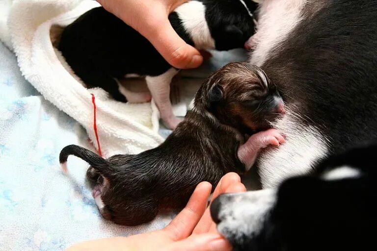 Роды у сук. Роды у сук. Роды у сук. Патологическая беременность у собаки. Роды у сук.