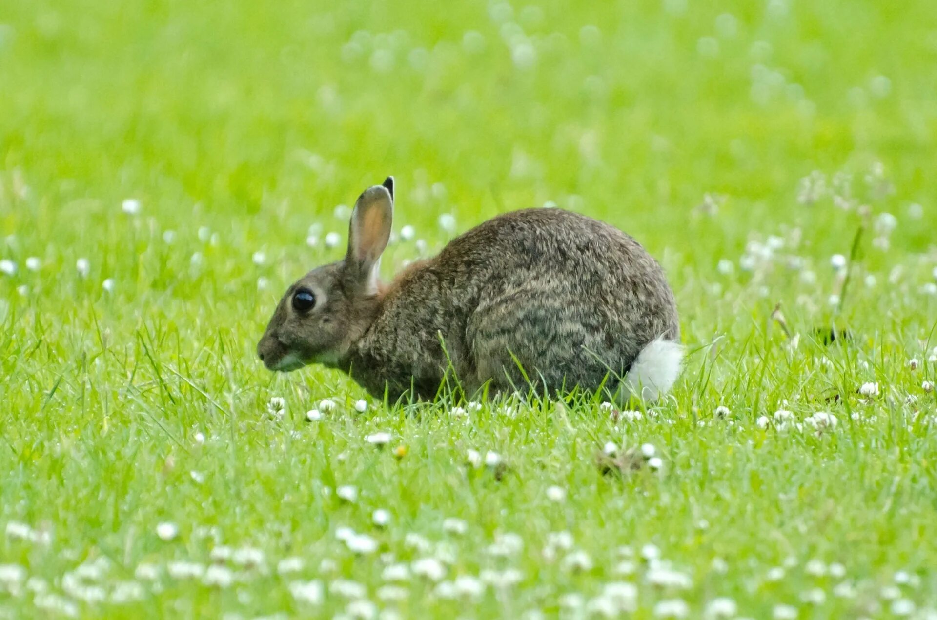 Spring rabbit
