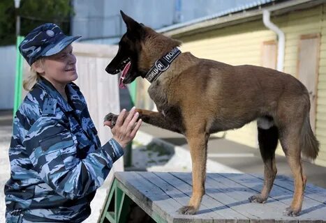 Служебные породы овчарок