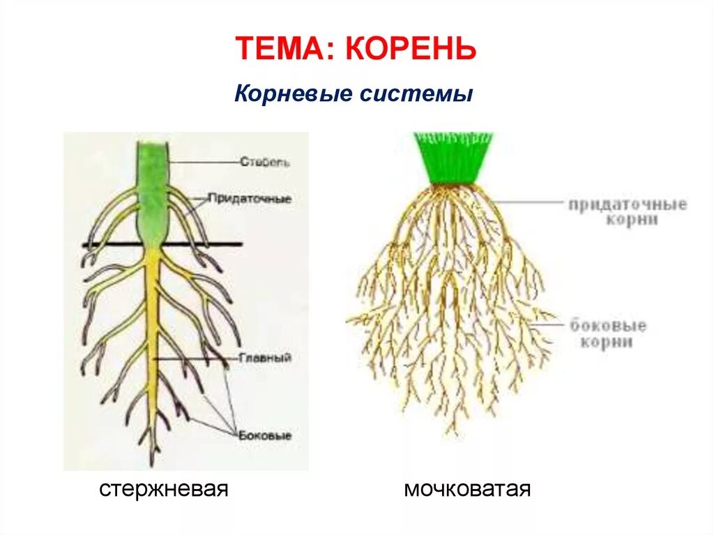 Какой тип корневой системы сформируется если луковицу. Стержневая и мочковатая система корня. Стержневой Тип корня. Типы корневых систем строение.