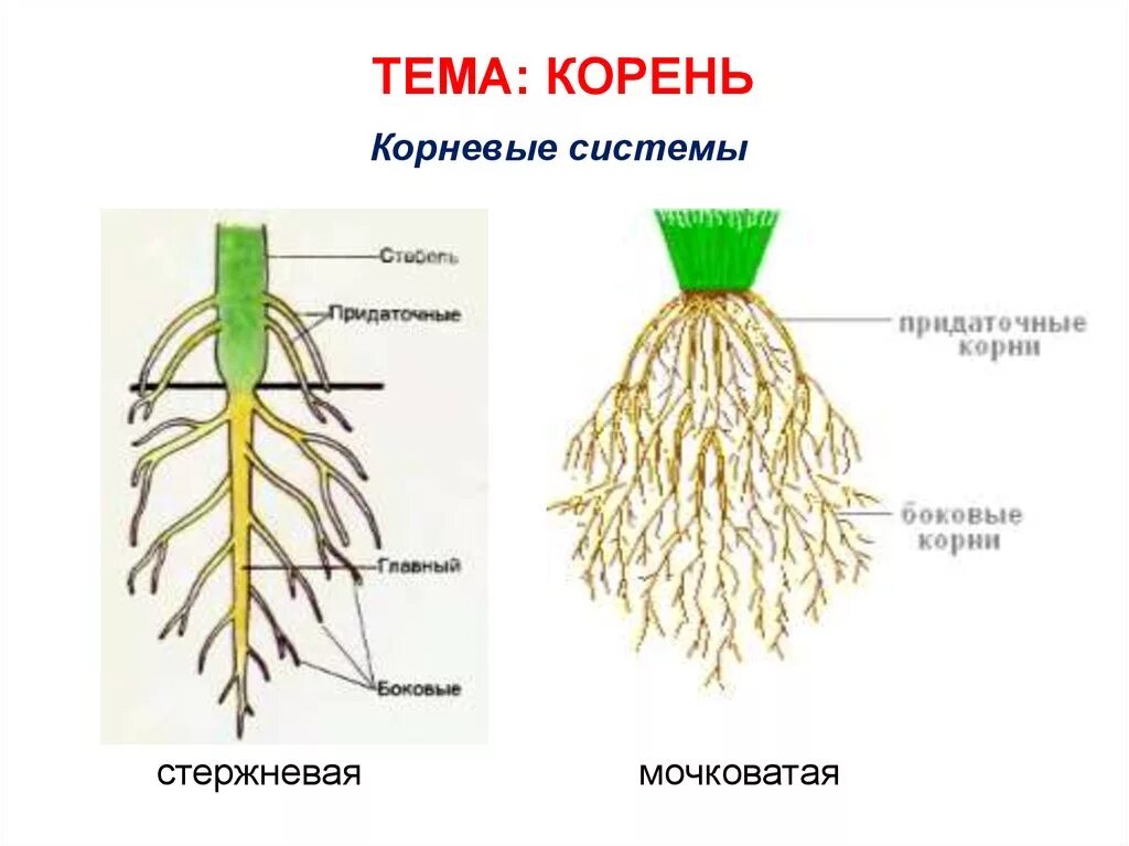 Название корневых систем