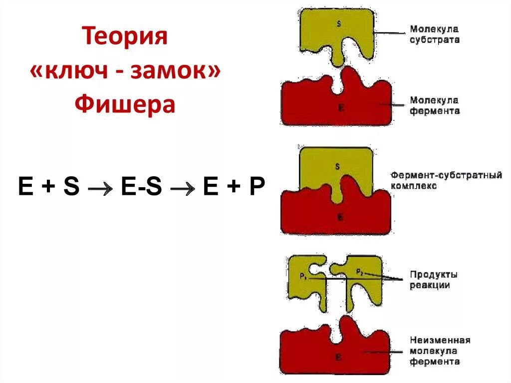 Этапы действия фермента. Гипотеза ключ замок биохимия. Теория Фишера ключ-замок. Модель ключ замок ферменты. Теория ключ замок ферменты.