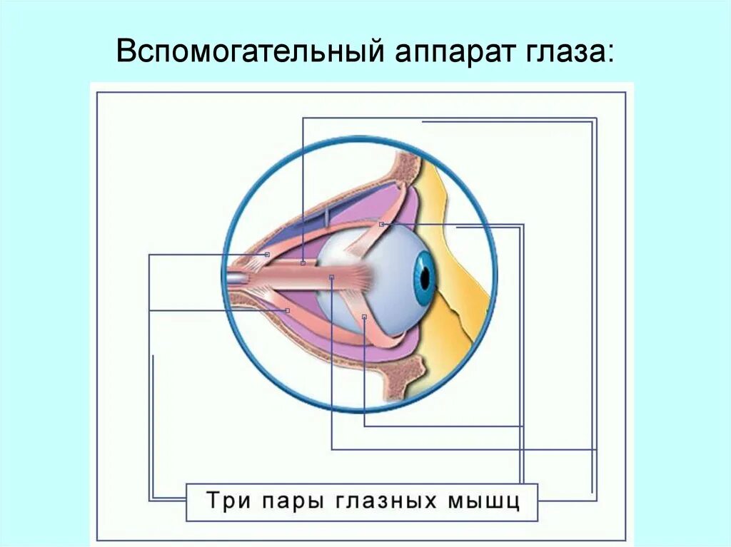 Вспомогательный аппарат зрения. Строение вспомогательного аппарата глаза. Защитный аппарат глаза. Защитно вспомогательный аппарат глаза. Вспомогательные строение глаза