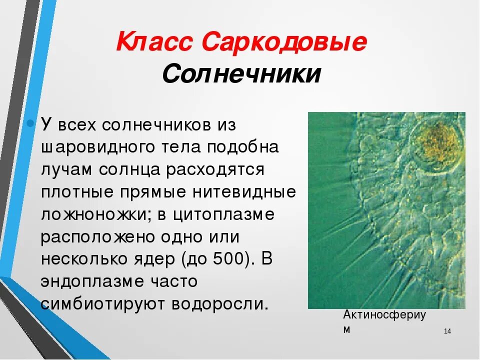 Саркодовые представители. Корненожки лучевики солнечники. Класс Саркодовые солнечники. Класс солнечники представители. Тип Саркодовые представители.