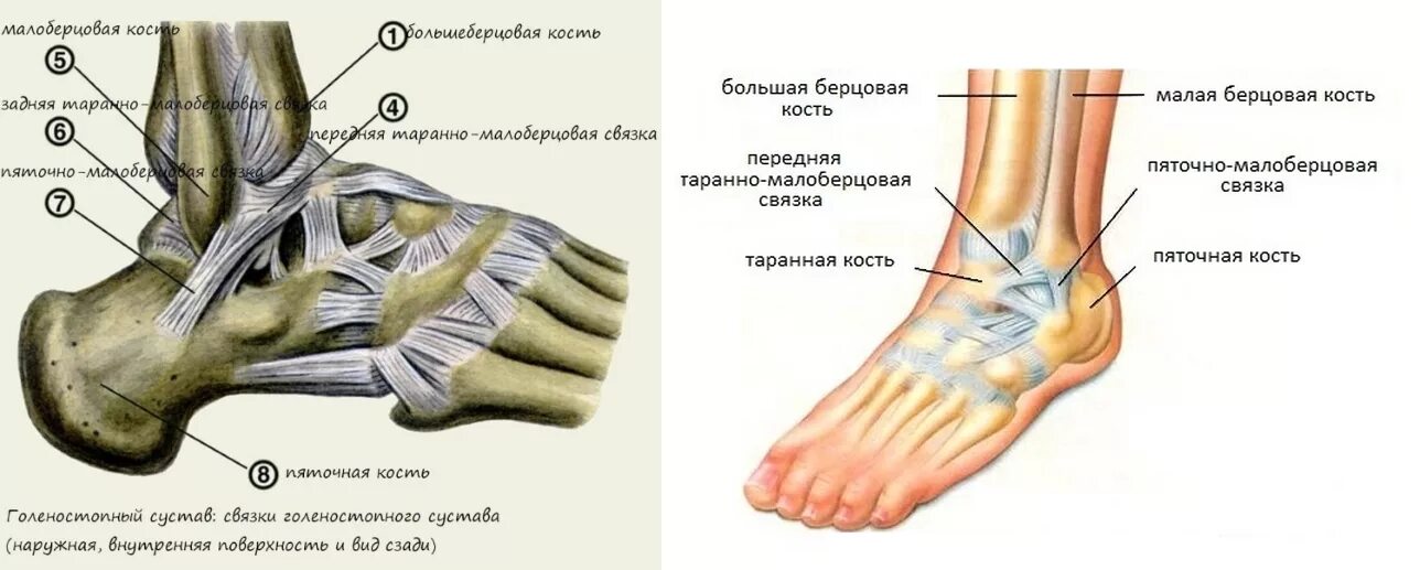 Связочный аппарат стопы. Передняя таранно малоберцовая связка голеностопного сустава. Капсульно-связочный аппарат стопы. Таранно-малоберцовая связка голеностопного. Связки голеностопного сустава анатомия.