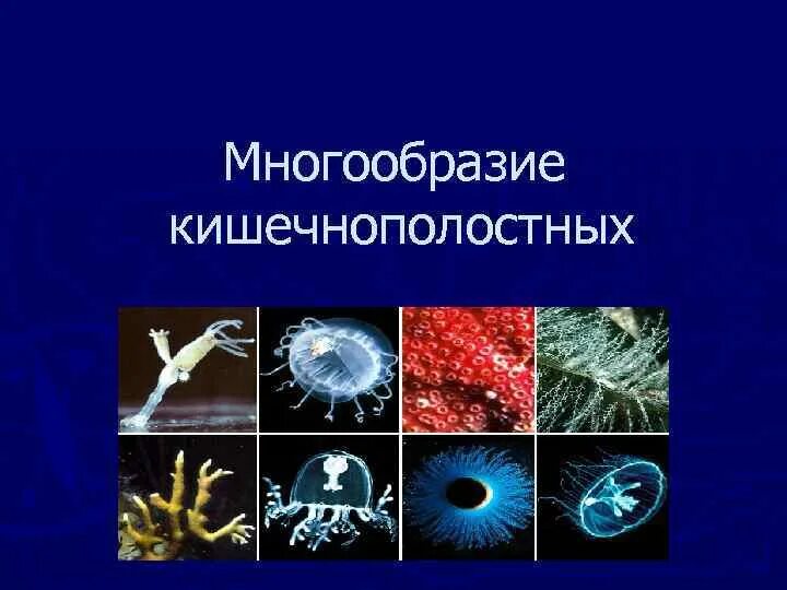 Многообразие кишечнополостных. Разнообразие кишечнополостных. Тип Кишечнополостные многообразие. Тип Кишечнополостные многообразие кишечнополостных.