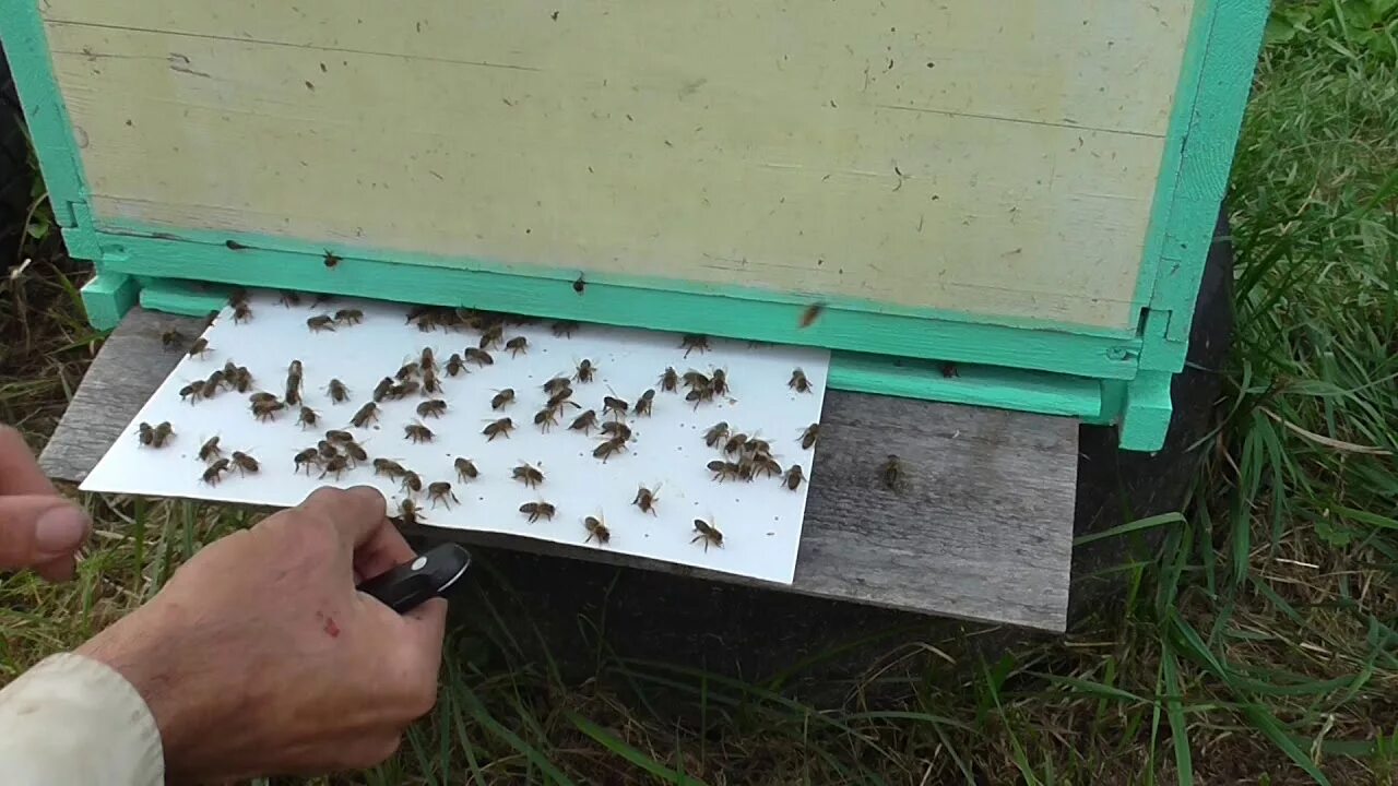 Полоски от варроатоза для пчел. Пластины от клещей для пчел. Полоски в улей от клеща. Клещи на пчелах.